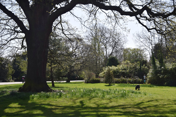 Dulwich Park - events